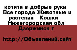 котята в добрые руки - Все города Животные и растения » Кошки   . Нижегородская обл.,Дзержинск г.